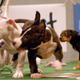 Illustration for article titled You Can Draft A Fantasy Puppy Bowl Team